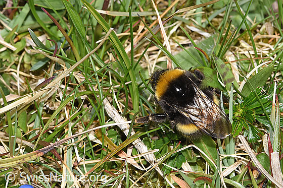 Foto: Wahrscheinlich Dunkle Erdhummel (Bombus terrestris). Länge 11 - 23mm. Ansicht von oben.