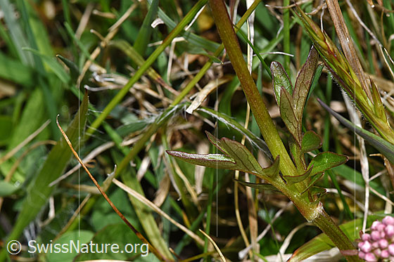 Foto: Sumpf-Baldrian (Valeriana dioica). Stängel und Stängelblatt.