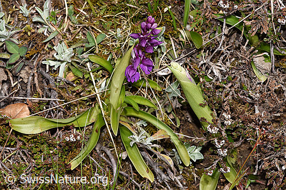 Photo: Orchis mascula. Whole plant (habiti). Height: 9cm.