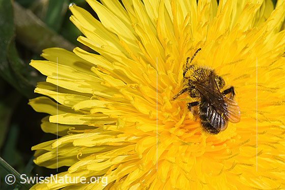 Foto: Gewöhnliche Dörnchensandbiene (Andrena humilis) auf Gewöhnlicher Löwenzahn (Taraxacum officinale). Länge 10 - 12mm. Weibchen. Ansicht von oben.