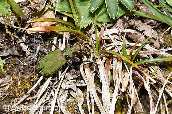 Photo: Cicindela campestris. View from above.