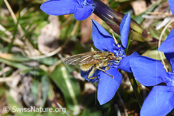 Foto: Gelbe Dungfliege (Scathophaga stercoraria) auf Frühlings-Enzian (Gentiana verna). Ansicht von der Seite.