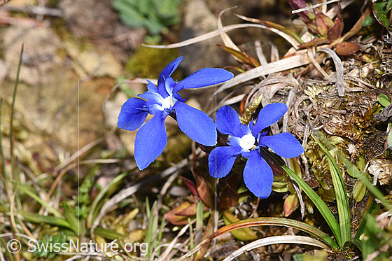 Foto: Frühlings-Enzian (Gentiana verna). Blüten.