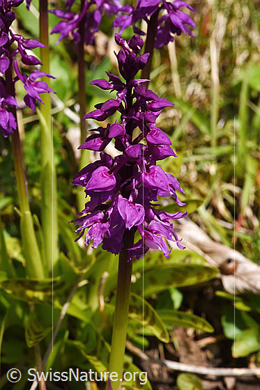 Foto: Männliches Knabenkraut (Orchis mascula). Blütenstand.