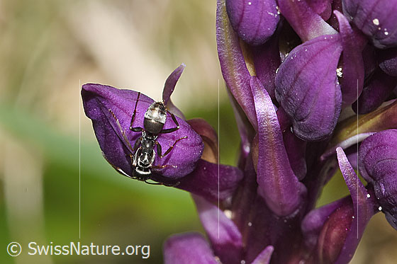 Foto: Wahrscheinlich Grauschwarze Sklavenameise (Formica fusca) auf Männliches Knabenkraut (Orchis mascula). Länge 4.5 - 7.5mm. Ansicht von oben.