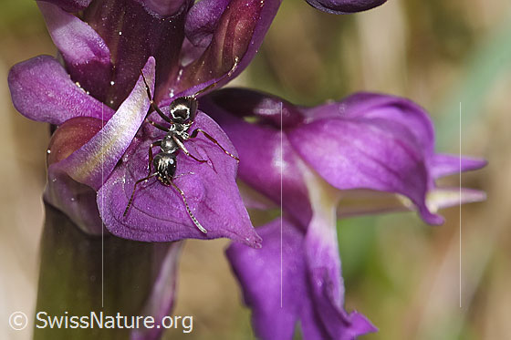 Photo: Probably Formica fusca on Orchis mascula. Length 4.5 - 7.5mm. View from above.