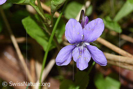 Photo: Viola riviniana. Blossom. View from the front.