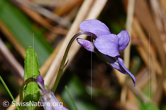Foto: Hain-Veilchen (Viola riviniana). Blüte und Stängel. Ansicht von der Seite.