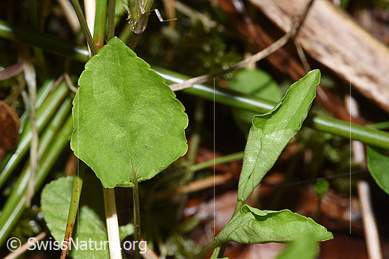 Foto: Hain-Veilchen (Viola riviniana). Blattoberseite.