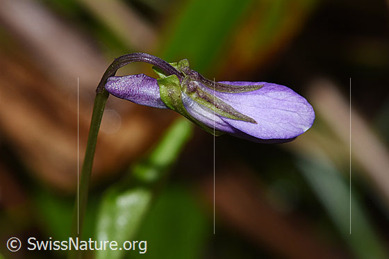 Foto: Hain-Veilchen (Viola riviniana). Geschlossene Blüte. Ansicht von der Seite.