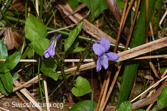 Photo: Viola riviniana. Whole plant (habiti).