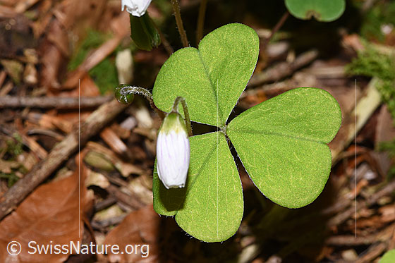 Photo: Oxalis acetosella. Leaves.