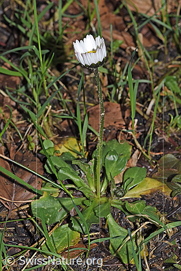 Foto: Gänseblümchen (Bellis perennis). Ganze Pflanze (Habitus). Höhe: 10cm.