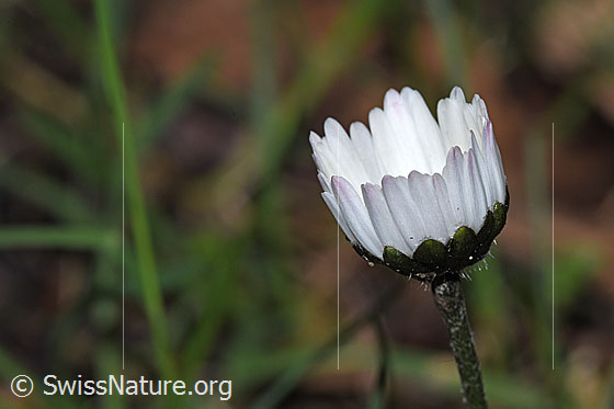 Foto: Gänseblümchen (Bellis perennis). Halb geschlossene Blüte. Ansicht von der Seite.