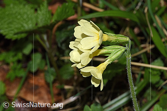 Photo: Primula elatior. Blossoms. View from side front.