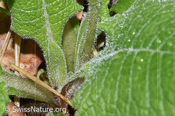 Photo: Primula elatior. Stem and leaves.