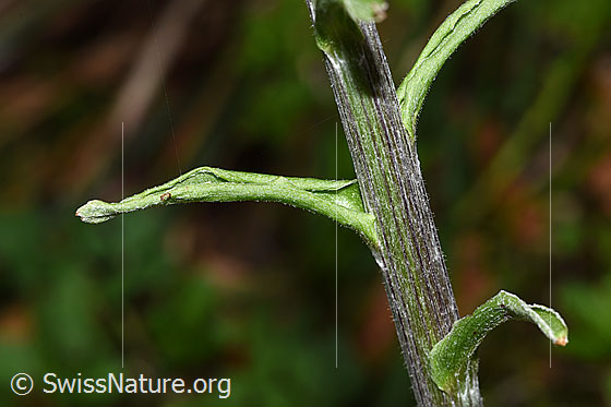 Photo: Petasites albus. Stem and stem leaves.