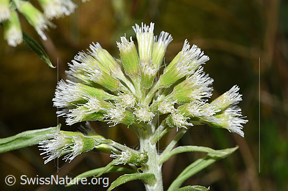 Photo: Petasites albus. Blossoms.