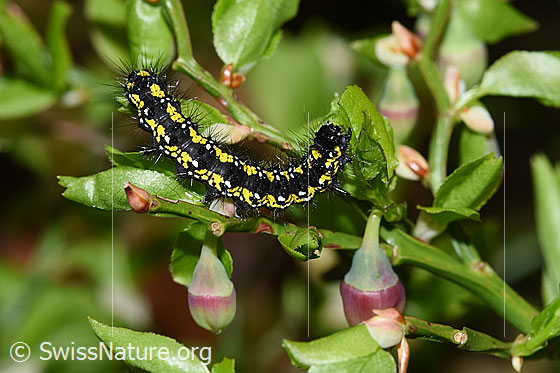 Photo: Callimorpha dominula on Vaccinium myrtillus. Length: ca. 2cm. View from above and side.