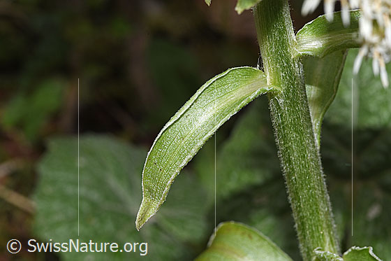 Photo: Petasites albus. Stem and Stem leaf.
