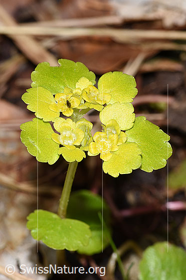 Foto: Wechselblättriges Milzkraut (Chrysosplenium alternifolium). Blüten.