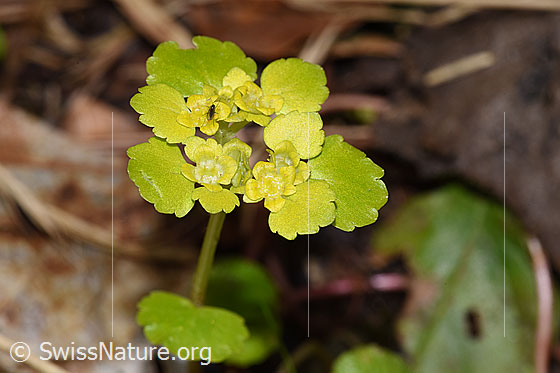 Foto: Wechselblättriges Milzkraut (Chrysosplenium alternifolium). Blüten.