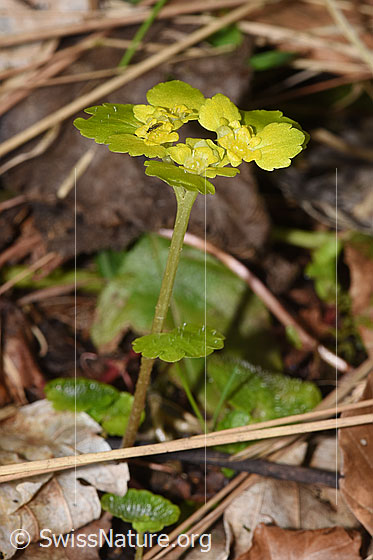Foto: Wechselblättriges Milzkraut (Chrysosplenium alternifolium). Ganze Pflanze (Habitus). Höhe: 7cm.