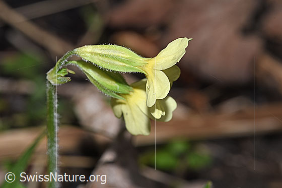 Photo: Primula elatior. Blossoms and stem. View from the side.