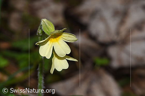 Photo: Primula elatior. Blossoms. View from the front.