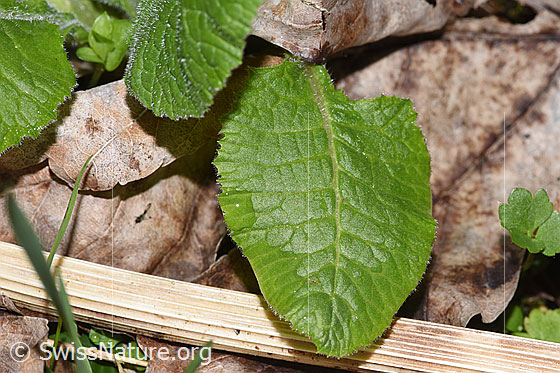 Photo: Primula elatior. Leaf top.