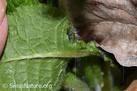 Photo: Primula elatior. Leaf underside.