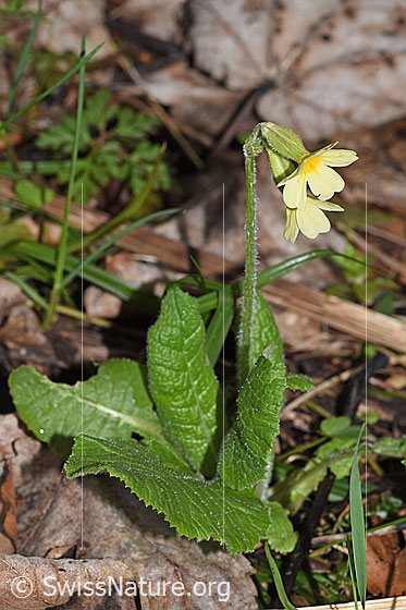 Photo: Primula elatior. Whole plant (habiti). Height: 12cm.