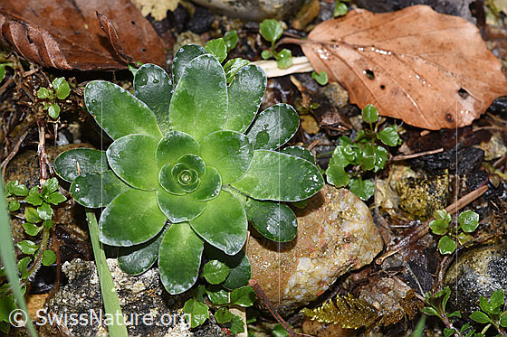 Photo: Saxifraga mutata. Leaf rosette.