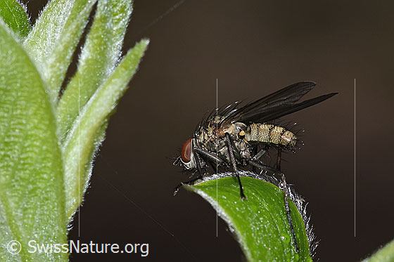 Photo: Probably Hylemya vagans. Length 6mm. Male. View from the rear side.