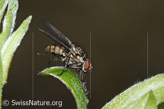 Hylemya vagans (Blumenfliege) auf Strauch