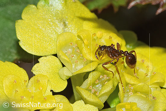 Foto: Wahrscheinlich Waldknotenameise (Myrmica ruginodis) auf Wechselblättriges Milzkraut (Chrysosplenium alternifolium). Länge 4mm. Ansicht von seitlich oben.