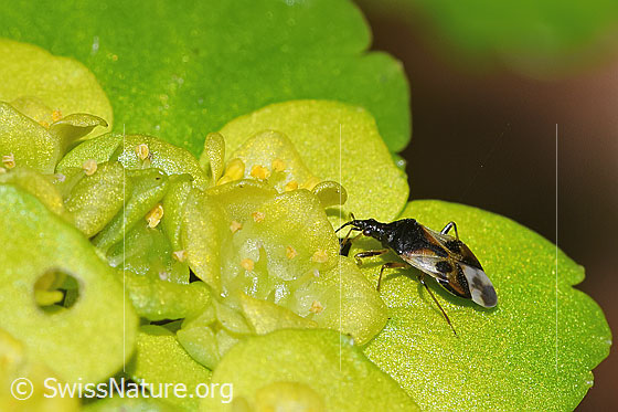 Foto: Wald-Blumenwanze (Anthocoris nemorum) auf Wechselblättrigem Milzkraut (Chrysosplenium alternifolium). Länge 4mm. Wird auch Wahlloser Lausjäger oder Gemeine Blumenwanze genannt. Ansicht von schräg oben.