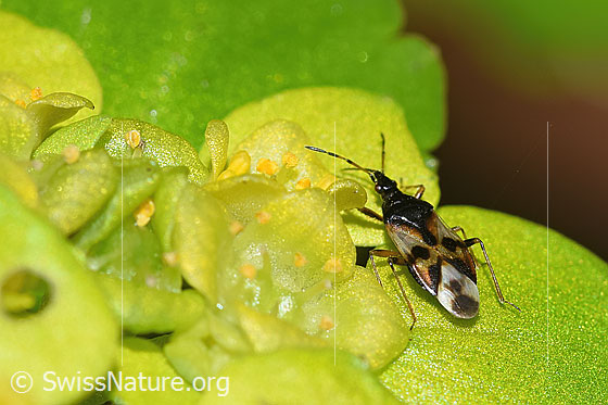 Wald-Blumenwanze (Anthocoris nemorum) auf Wechselblättrigem Milzkraut (Chrysosplenium alternifolium)