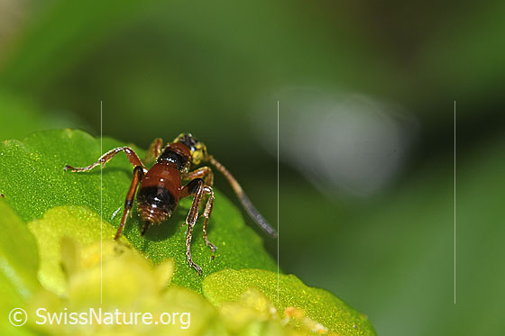 Foto: Schlupfwespe der Gattung Gelis auf Wechselblättriges Milzkraut (Chrysosplenium alternifolium). Länge 5mm. Ansicht von hinten.
