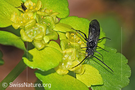 Foto: Schwarze Getreideblattwespe (Dolerus nitens) auf Wechselblättrigem Milzkraut (Chrysosplenium alternifolium). Länge 9mm. Ansicht von vorne.
