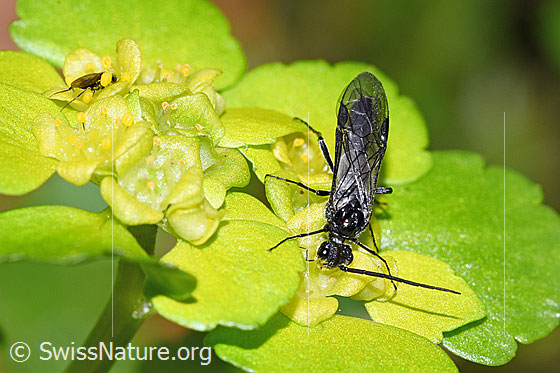 Foto: Schwarze Getreideblattwespe (Dolerus nitens) auf Wechselblättrigem Milzkraut (Chrysosplenium alternifolium). Länge 9mm. Ansicht von vorne oben.