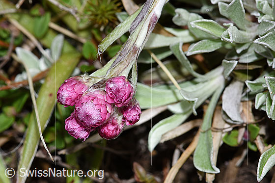 Foto: Gemeines Katzenpfötchen (Antennaria dioica). Blüten.