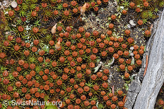 Foto: Glashaar-Widertonmoos (Polytrichum piliferum). Moosblüte.