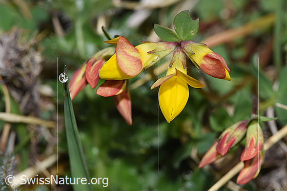 Foto: Gewöhnlicher Hornklee (Lotus corniculatus). Blüten. Ansicht von vorne.