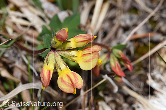 Foto: Gewöhnlicher Hornklee (Lotus corniculatus). Blüten und Kelche. Ansicht von oben.