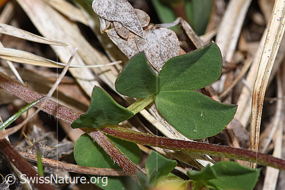 Foto: Gewöhnlicher Hornklee (Lotus corniculatus). Blätter und Stängel.