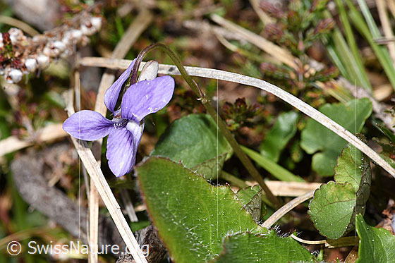 Photo: Viola riviniana. GAnze plant (habiti). View from the side.