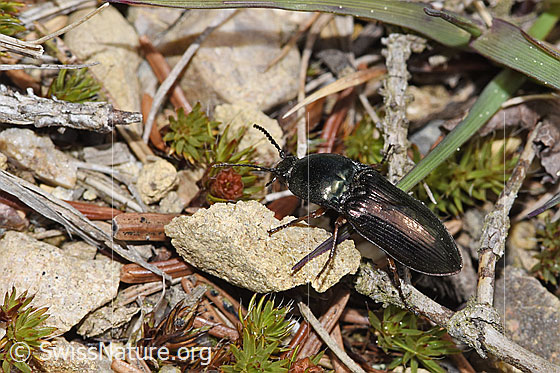 Glanzschnellkäfer (Selatosomus aeneus)