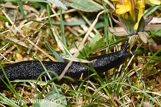 Photo: Probably Limax cinereoniger. View from the side.