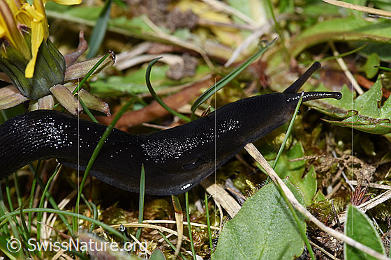 Foto: Wahrscheinlich Schwarzer Schnegel (Limax cinereoniger). Schild, Atemöffnung, Kopf und Fühler. Die Fühler sind schwarz gefleckt.
